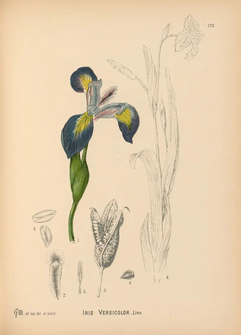 Léčivé rostliny Pl. 072, Charles Frederick Millspaugh