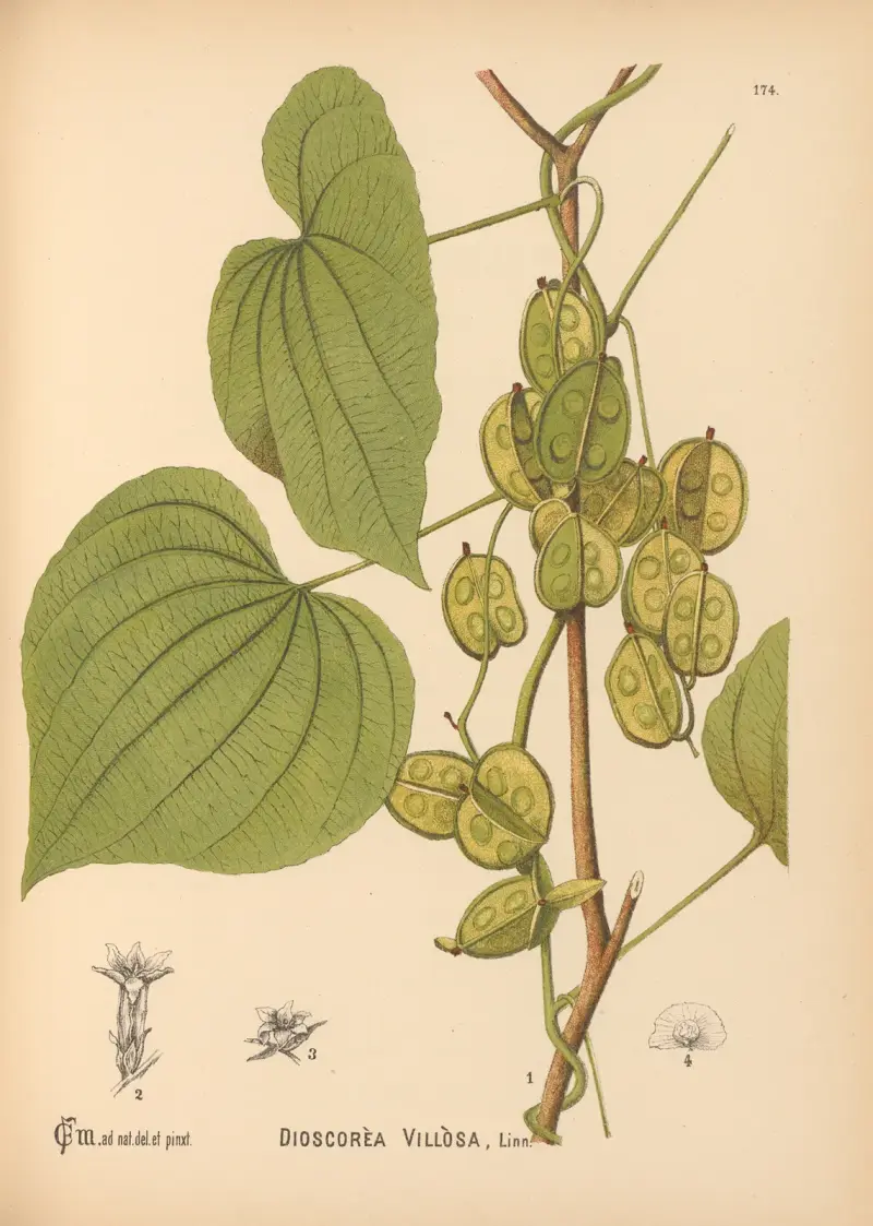 Léčivé rostliny tab. 073, Charles Frederick Millspaugh
