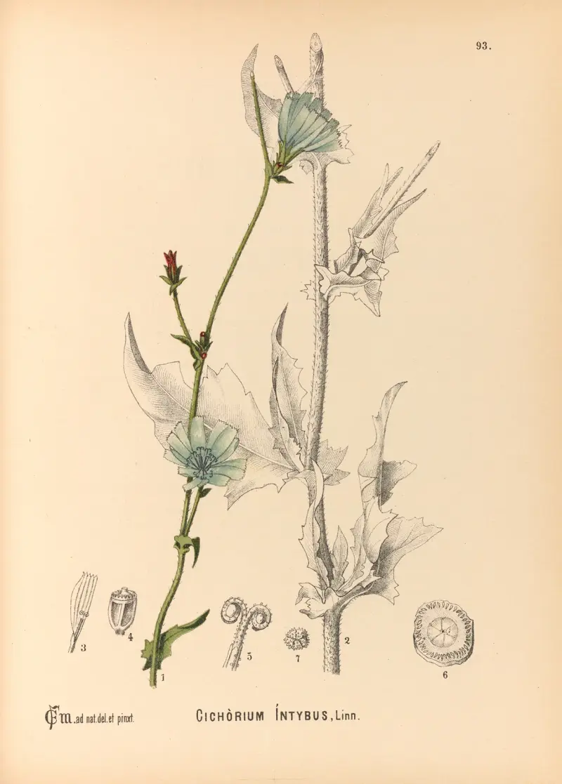 Medizinalpflanzen Taf. 087 von Charles Frederick Millspaugh