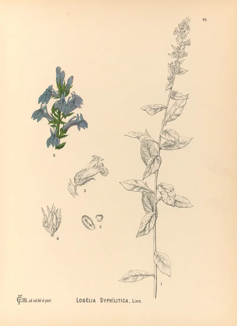 Medizinalpflanzen Taf. 092 von Charles Frederick Millspaugh