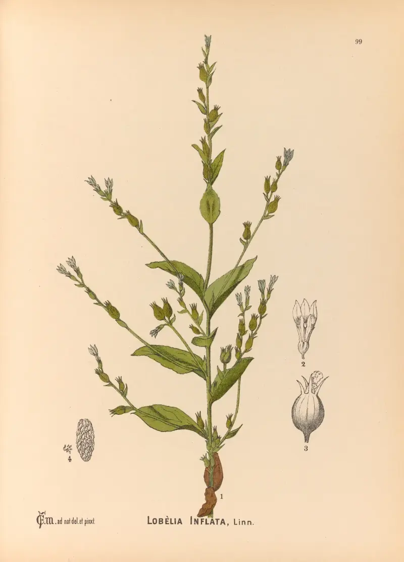 Medicinal Plants Pl.093 av Charles Frederick Millspaugh