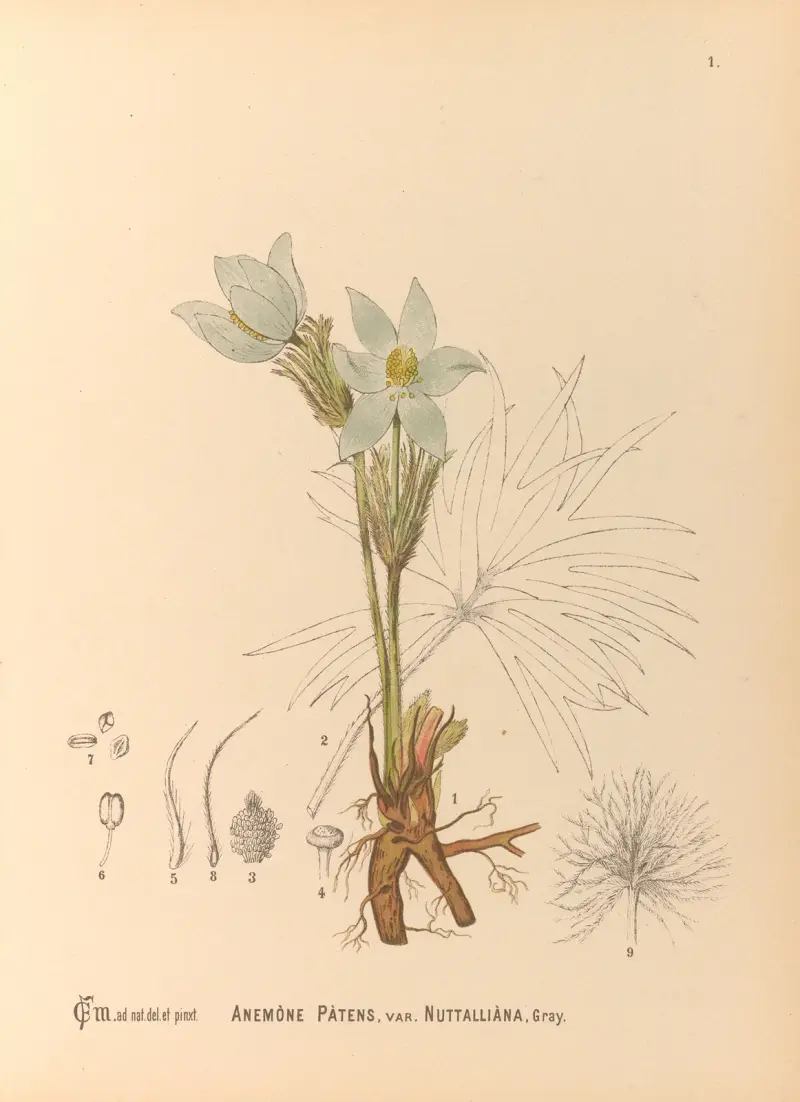 Medicinal Plants Pl.094 av Charles Frederick Millspaugh