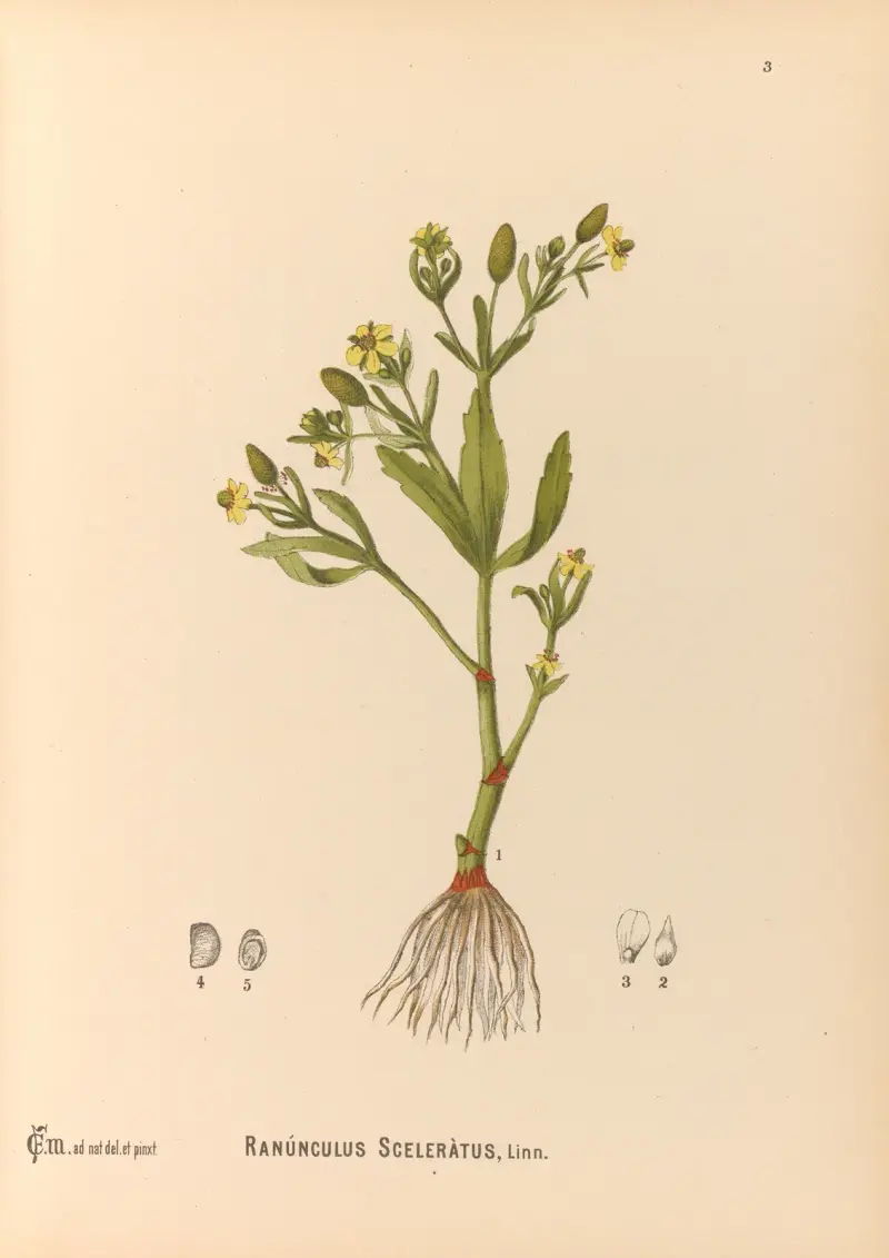 Medicinal Plants Pl.096 av Charles Frederick Millspaugh