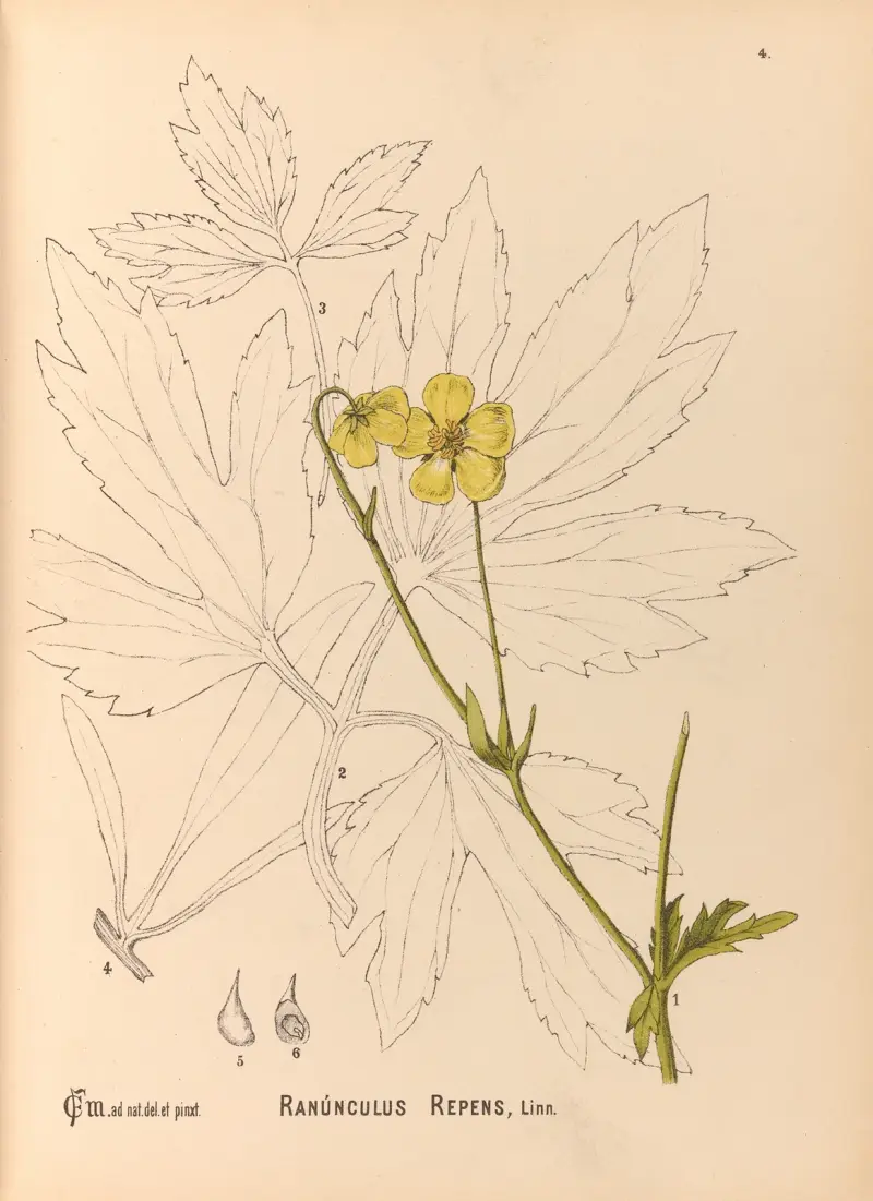 Medicinal Plants Pl.097 av Charles Frederick Millspaugh