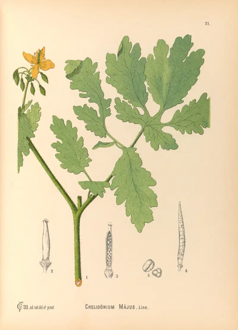 Medicinal Plants Pl.114, Charles Frederick Millspaugh