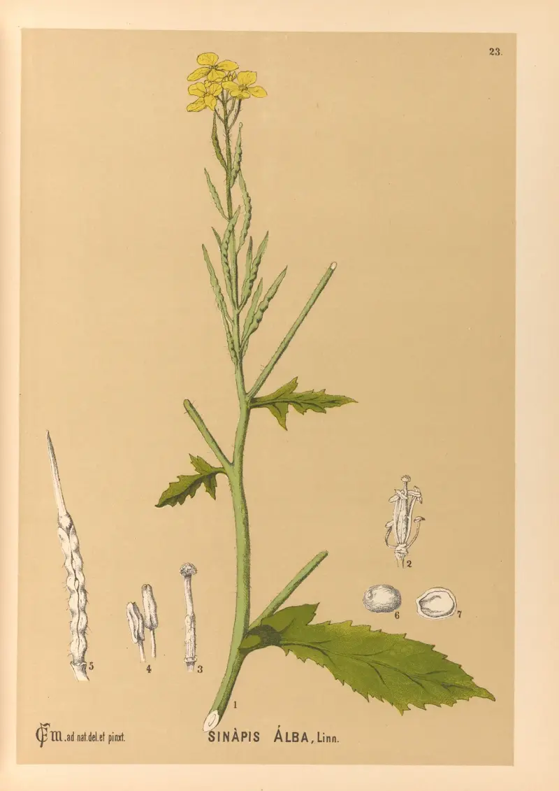 Medicinal Plants Pl.116 av Charles Frederick Millspaugh