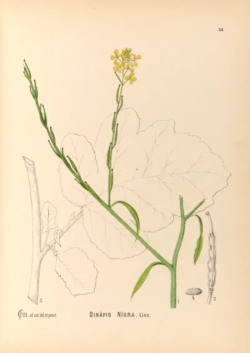 Medicinalpflanzen Taf. 117 von Charles Frederick Millspaugh