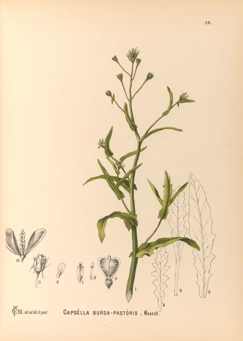 Medizinalpflanzen Pl. 118 von Charles Frederick Millspaugh