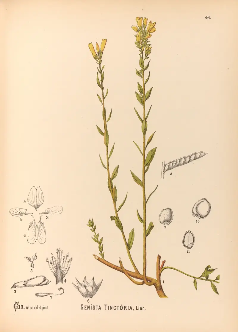 Medizinalpflanzen Taf. 139 von Charles Frederick Millspaugh