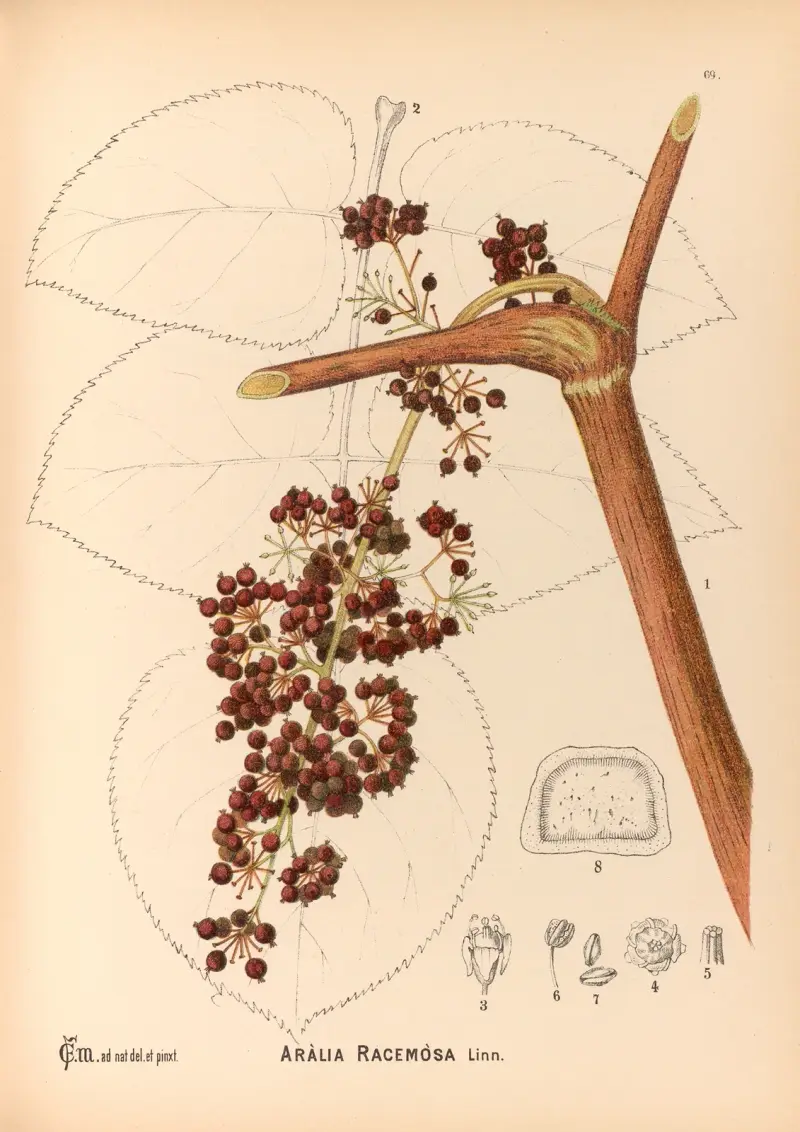 Medizinalpflanzen Taf. 162 von Charles Frederick Millspaugh