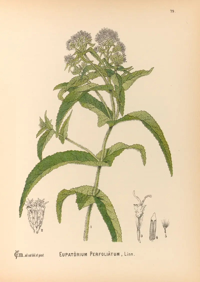 Medicinal Plants Pl.172 av Charles Frederick Millspaugh