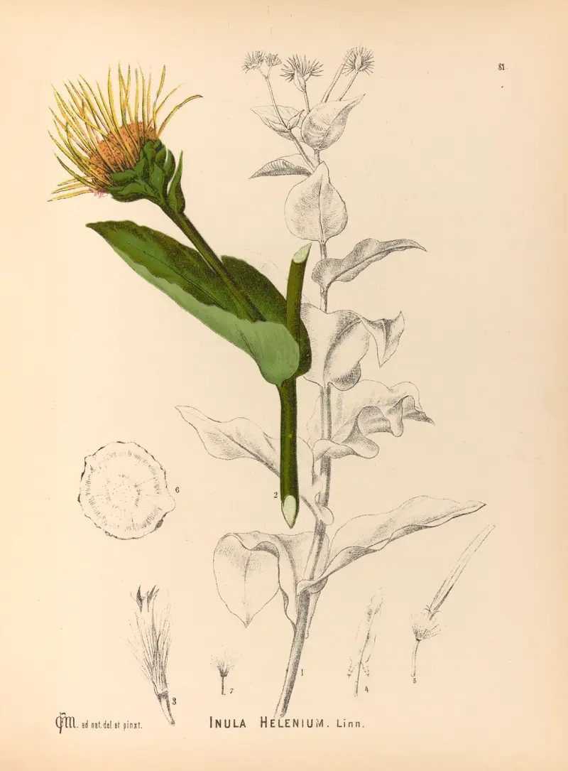 Medicinal Plants Pl.174 av Charles Frederick Millspaugh