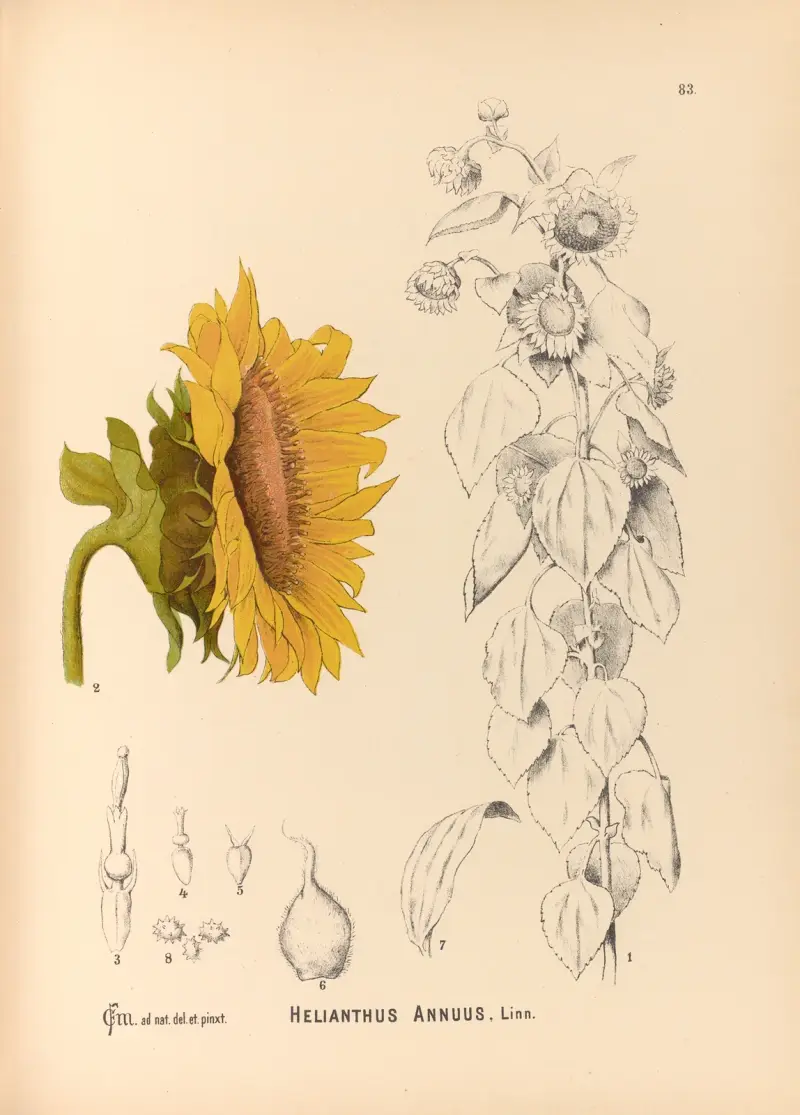 Medicinal Plants Pl.176 av Charles Frederick Millspaugh