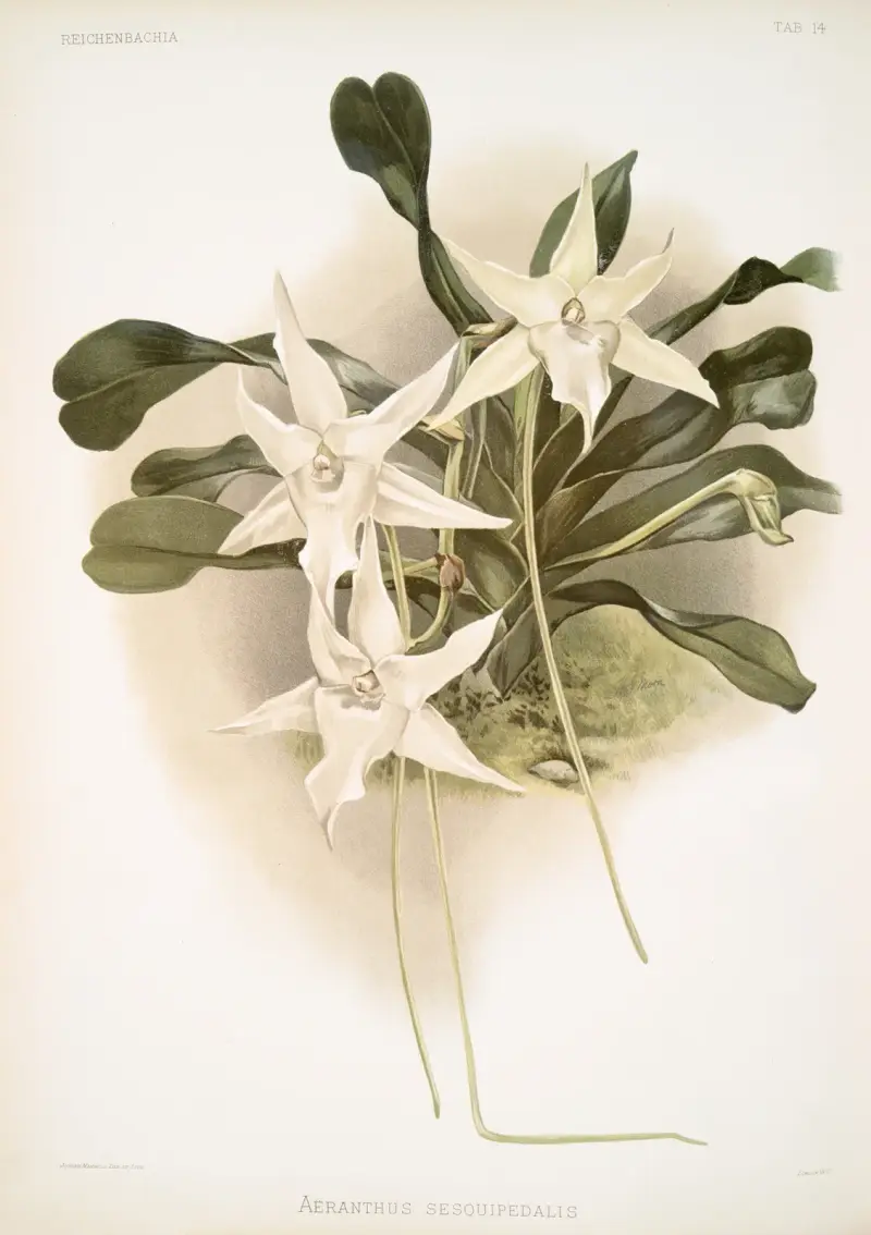 Aeranthus sesquipedalis, Frederick Sander