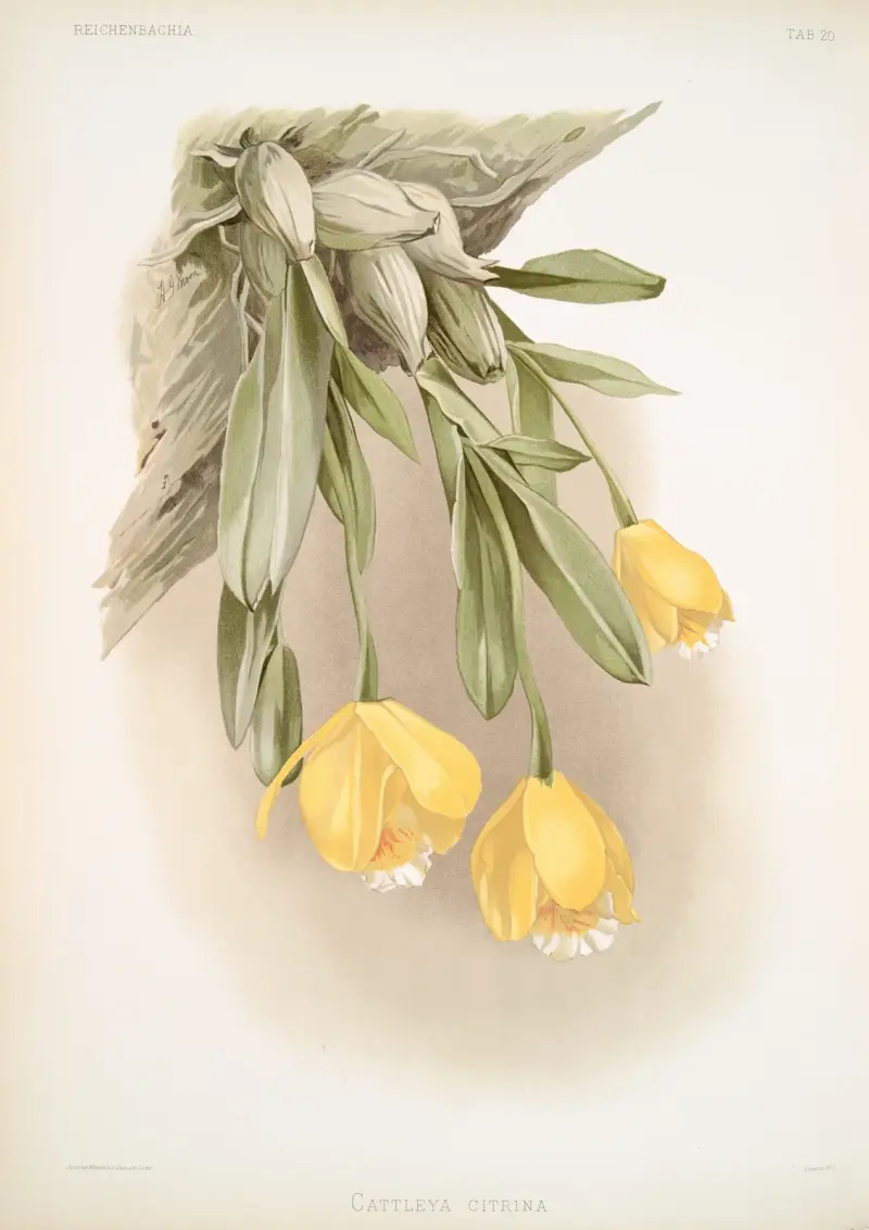 Cattleya citrina, Frederick Sander