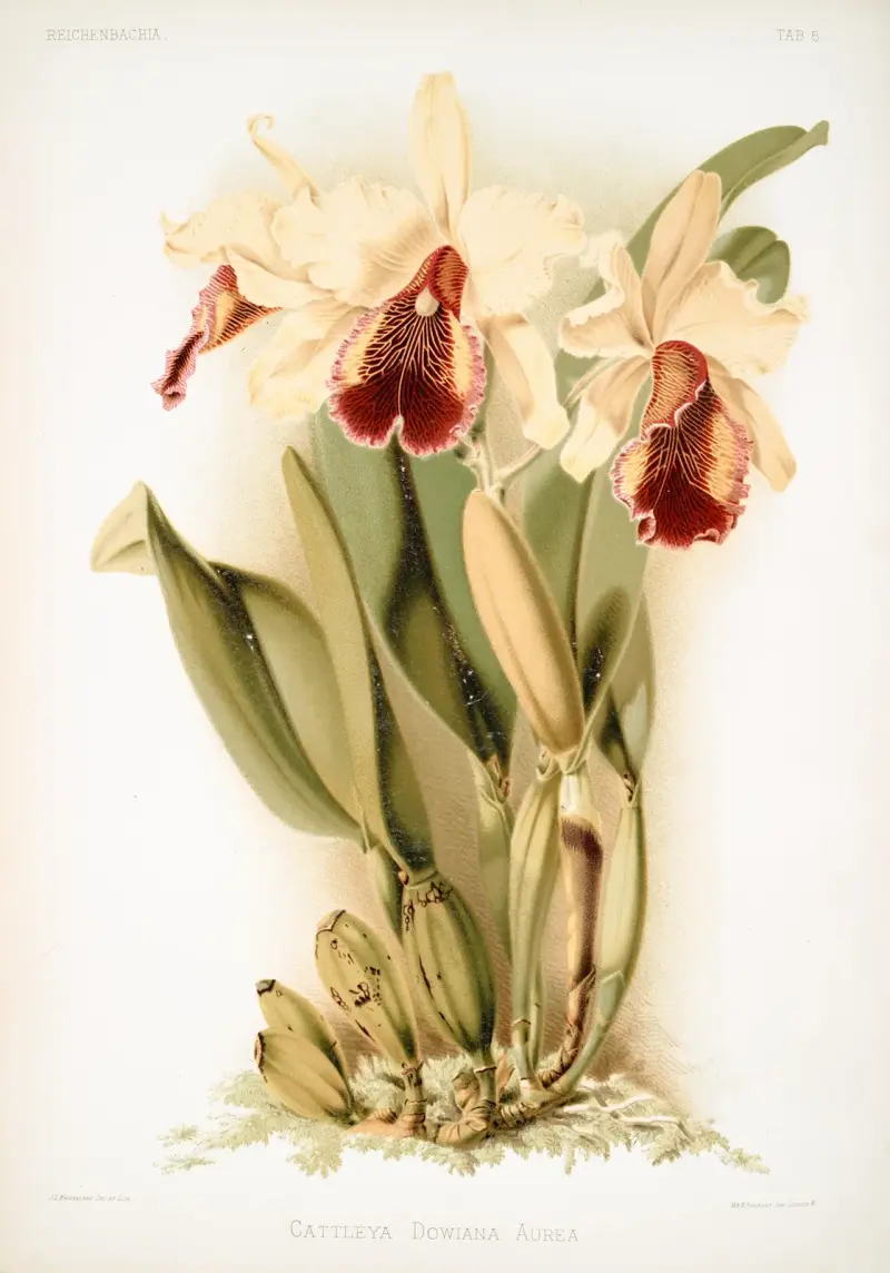 Cattleya dowiana aurea, Frederick Sander