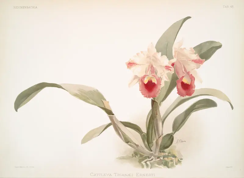 Cattleya labiata trianaei von Frederick Sander
