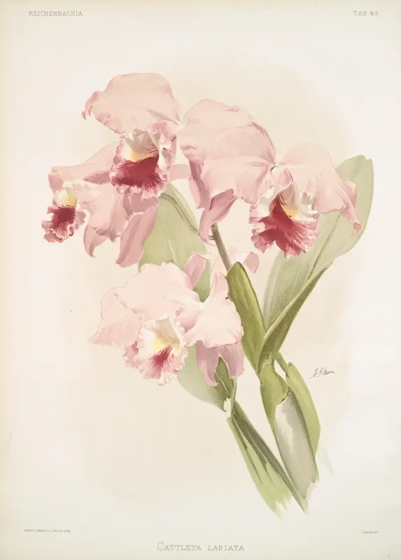 Cattleya labiata, Frederick Sander