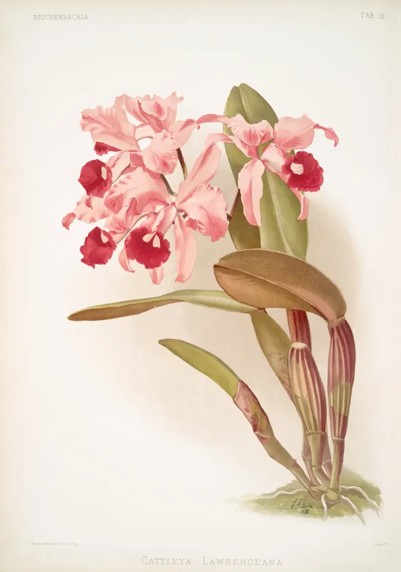 Cattleya lawrenceana von Frederick Sander