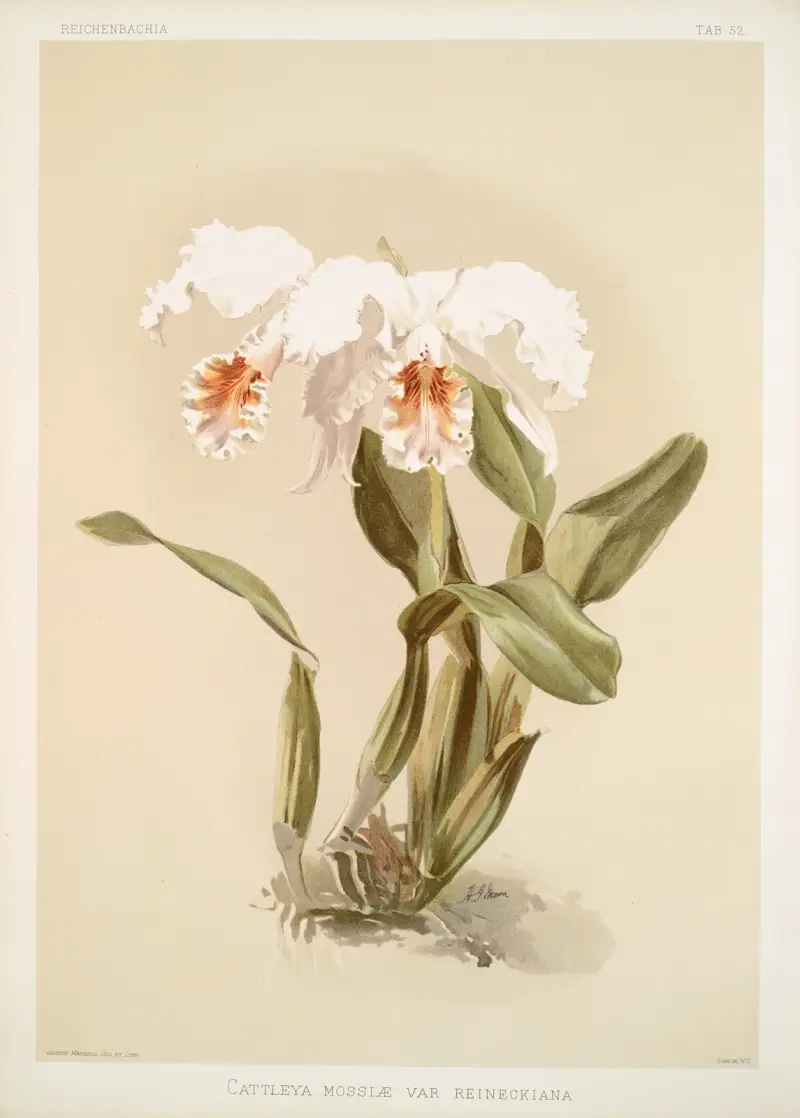 Cattleya mossiæ var. reineckiana von Frederick Sander