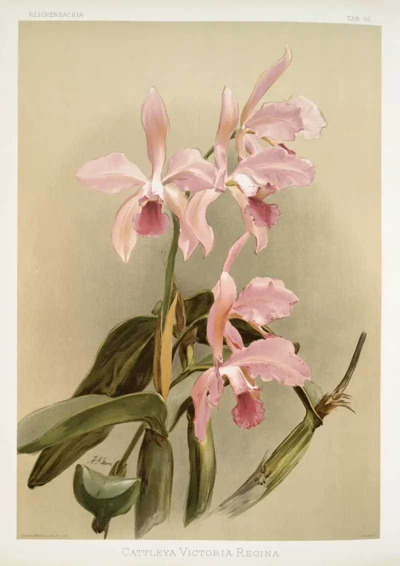 Cattleya victoria regina., Frederick Sander