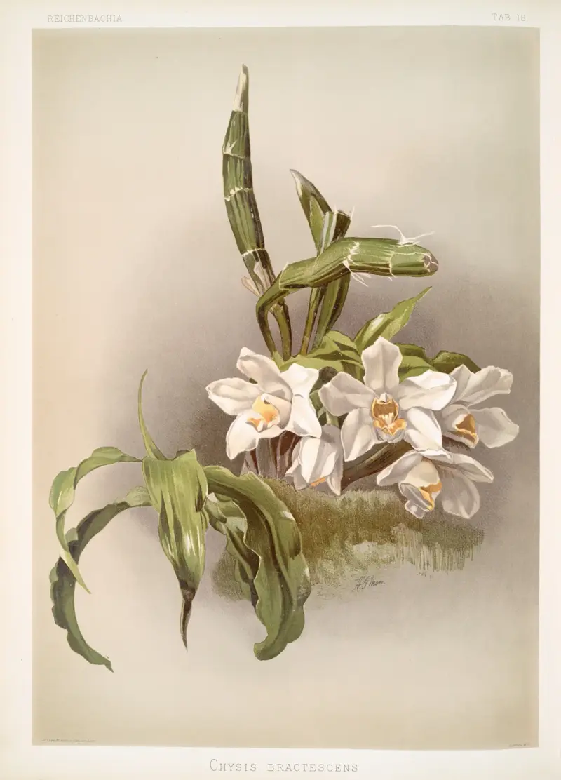 Chysis bractescens, Frederick Sander