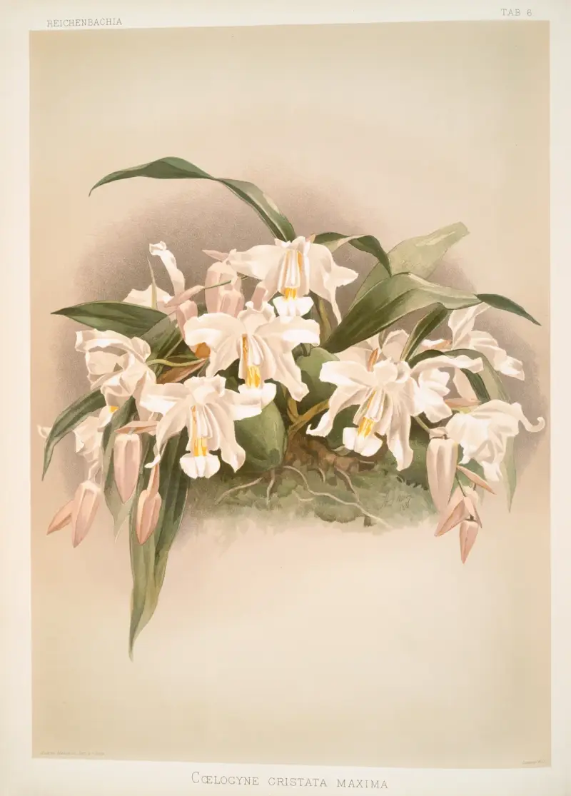 Coelogyne cristata maxima von Frederick Sander