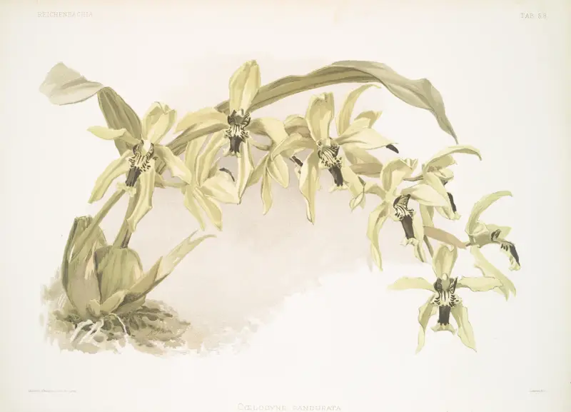 Coelogyne pandurata, Frederick Sander