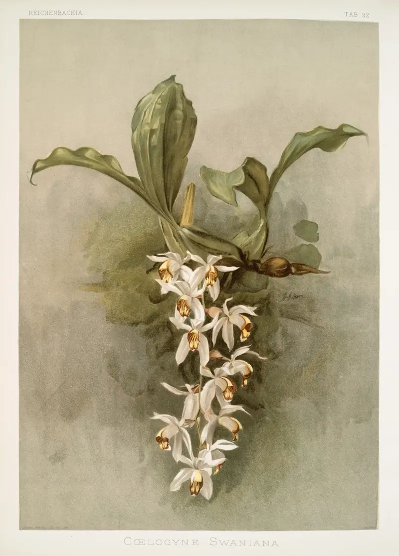 Coelogyne swaniana von Frederick Sander