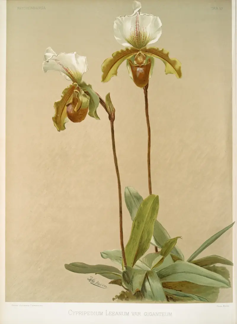 Cypripedium leeanum var giganteum. av Frederick Sander