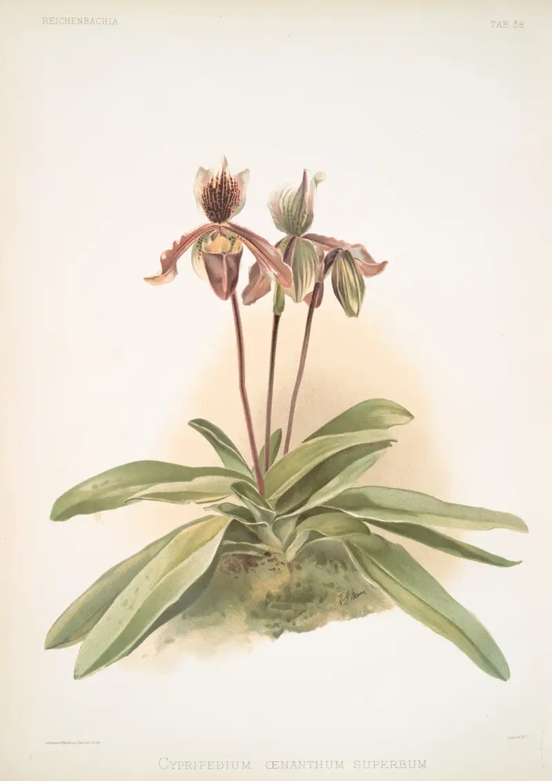 Cypripedium oenanthum superbum, Frederick Sander