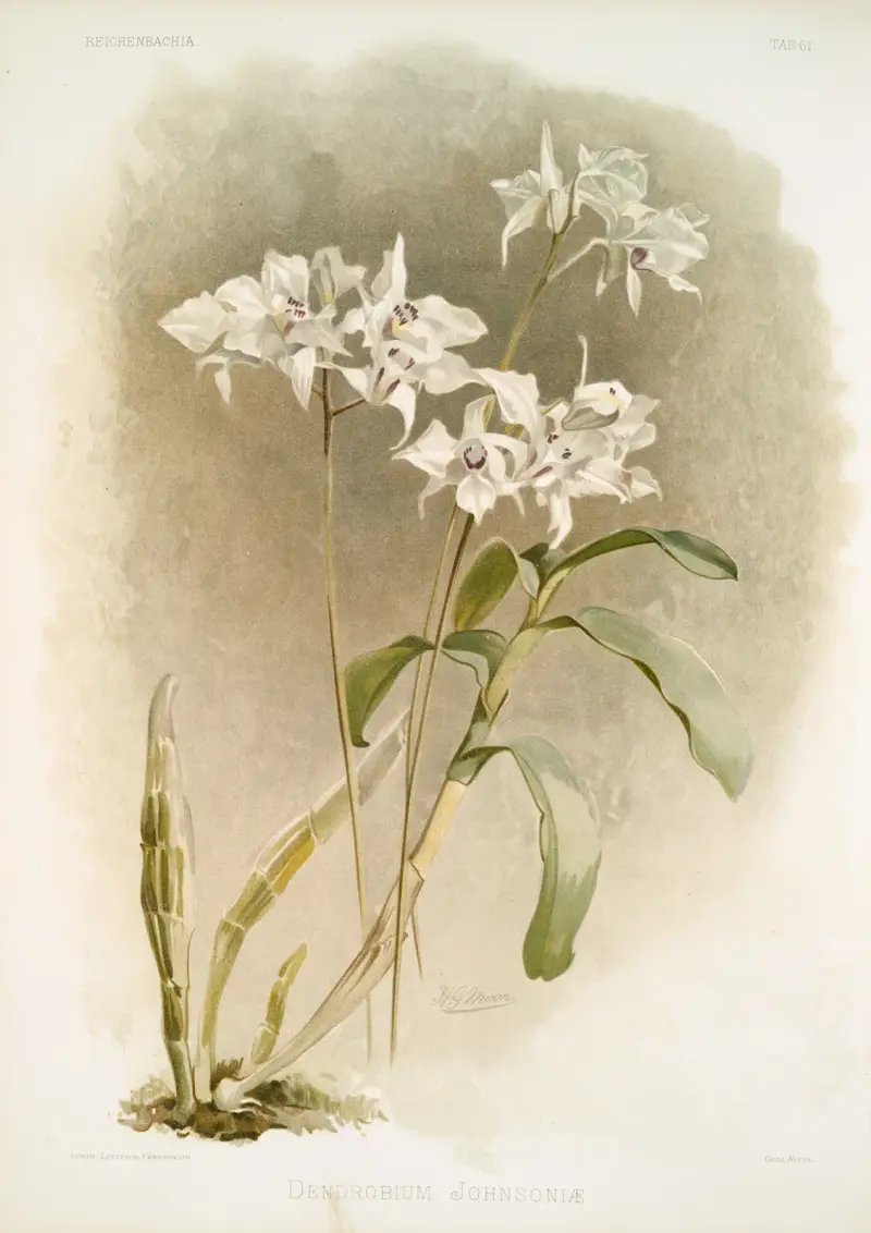 Dendrobium Johnsoniæ., Frederick Sander