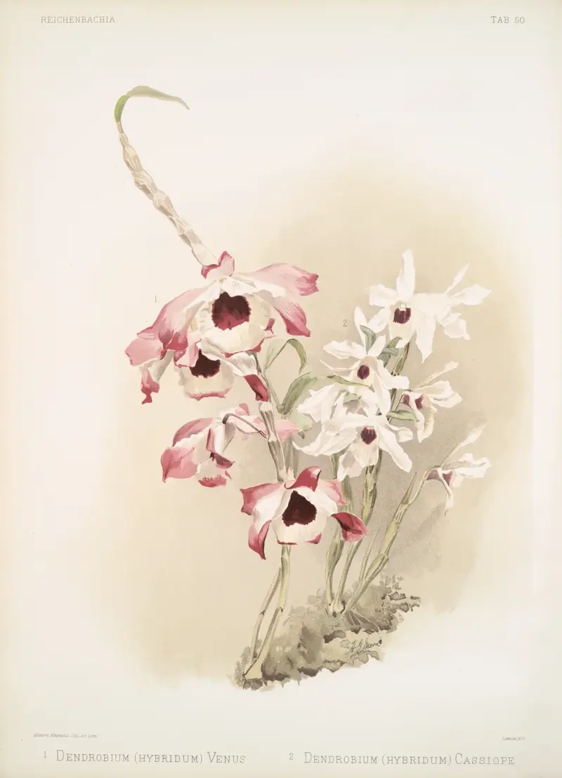 Dendrobium (hybridum) venus; Dendrobium (hybridum) cassiope., Frederick Sander