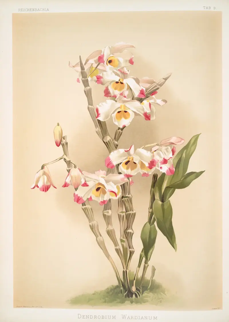 Dendrobium wardianum von Frederick Sander