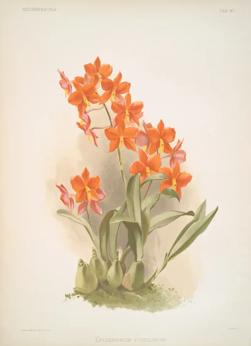 Epidendrum vitellinum, Frederick Sander