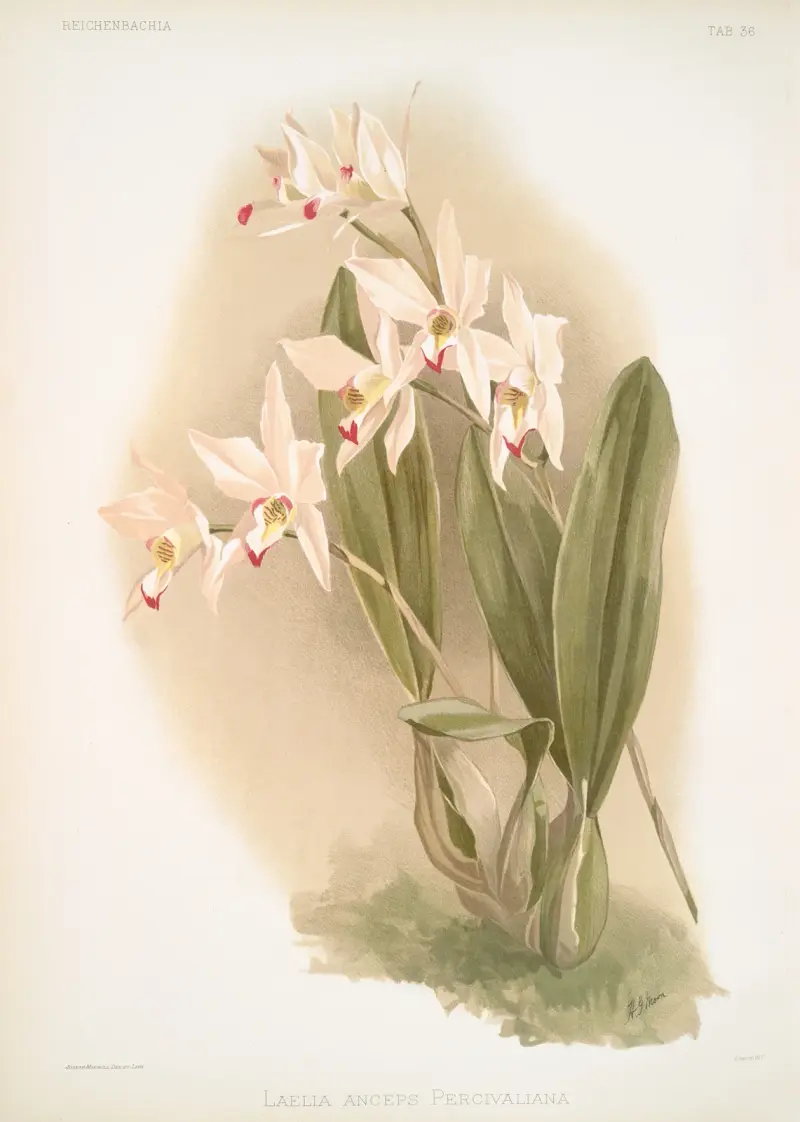Laelia anceps Percivaliana. av Frederick Sander