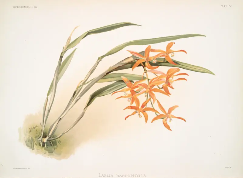 Laella harpophylla, Frederick Sander