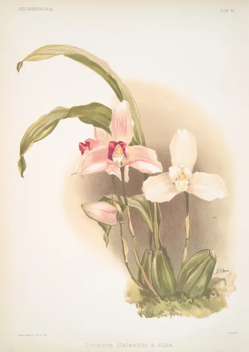Lycaste skinneri & alba, Frederick Sander