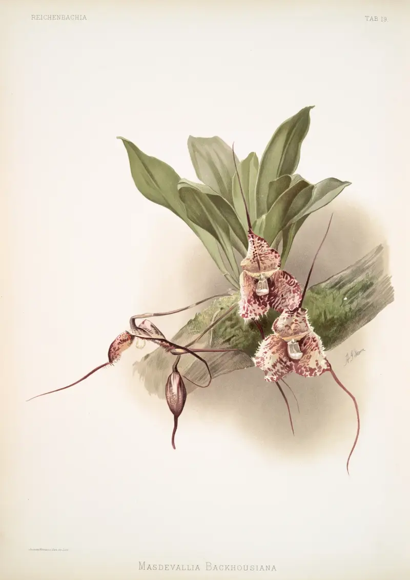 Masdevallia backhousiana von Frederick Sander