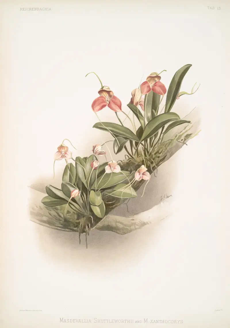 Masdevallia shuttleworthii und M. xanthocorys von Frederick Sander