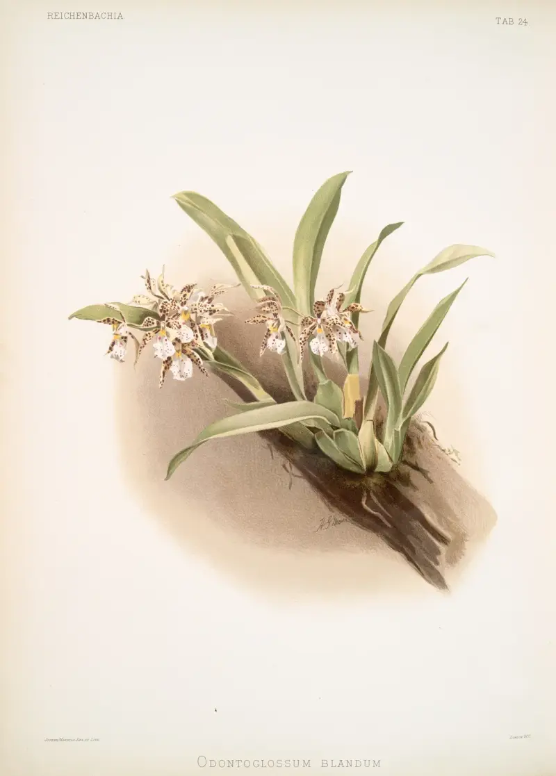 Odontoglossum blandum, Frederick Sander