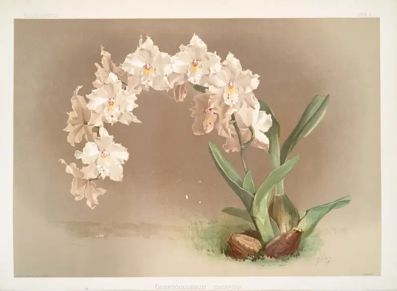 Odontoglossum crispum, Frederick Sander