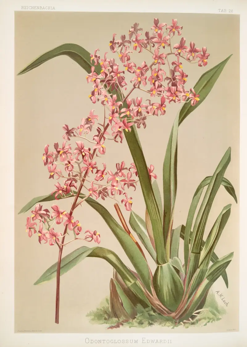 Odontoglossum edwardii von Frederick Sander
