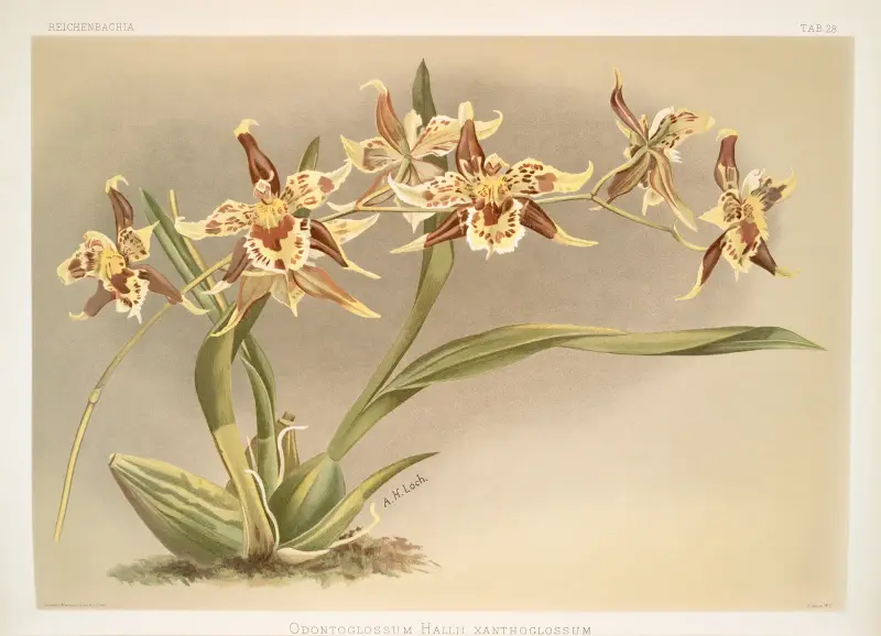 Odontoglossum Hallii xanthoglossum. av Frederick Sander