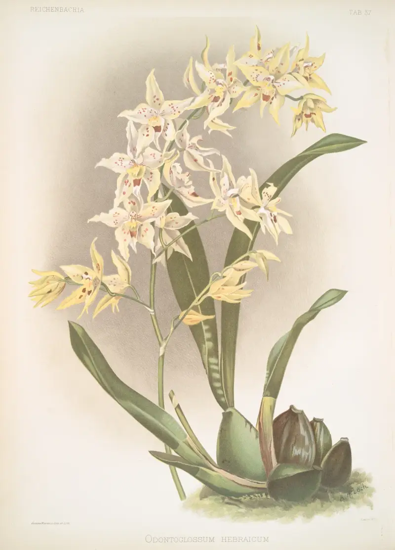 Odontoglossum hebraicum, Frederick Sander