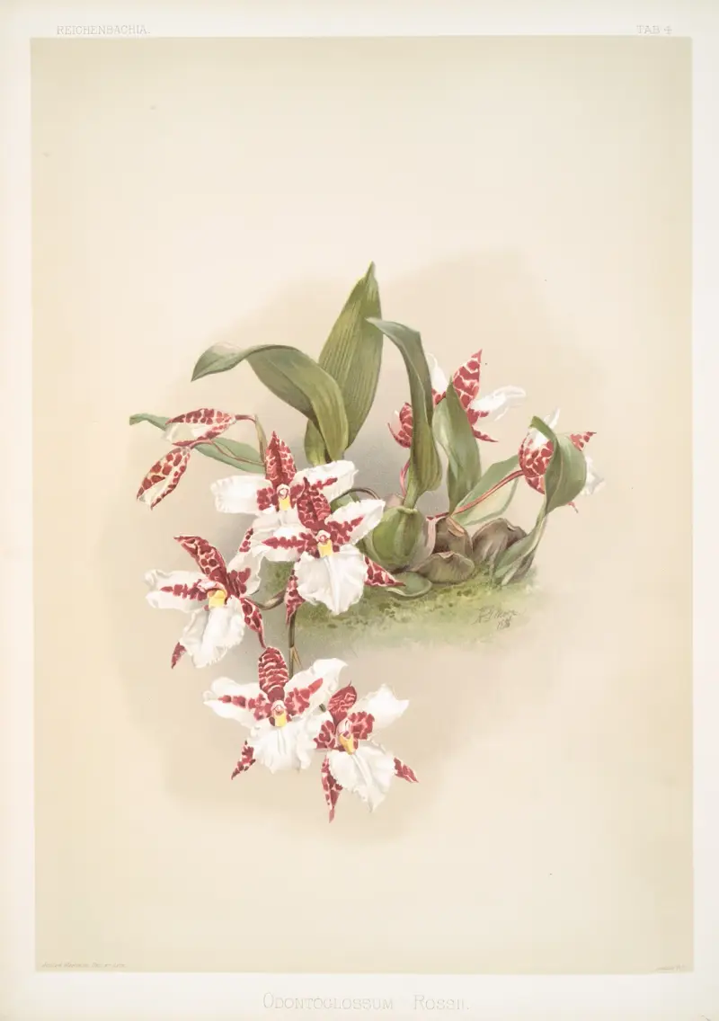 Odontoglossum rossii von Frederick Sander