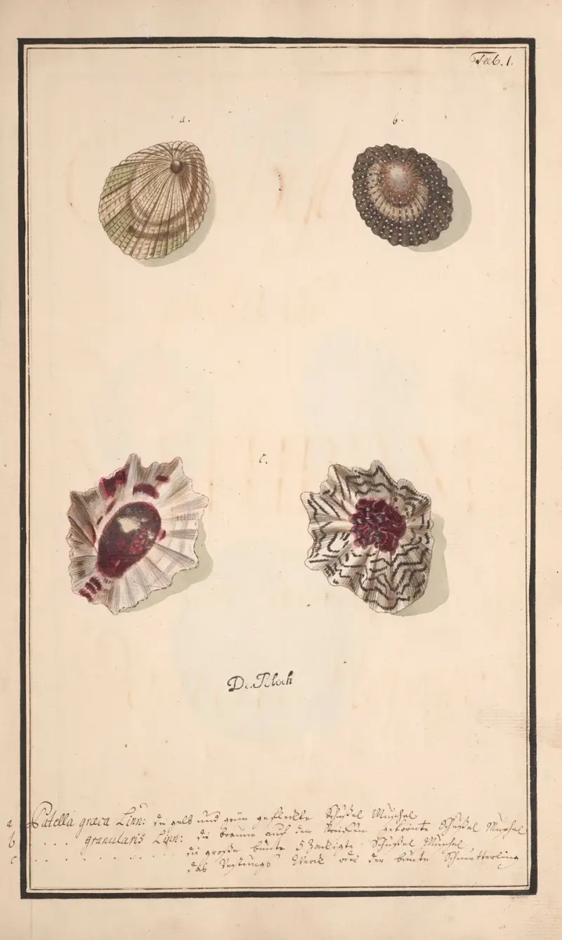 Conchylia picta ad naturam a pictore academico Pl.001 von Andreas Friedrich Happe