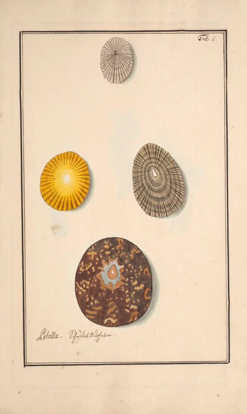 Conchylia picta ad naturam a pictore academico Pl.002 av Andreas Friedrich Happe