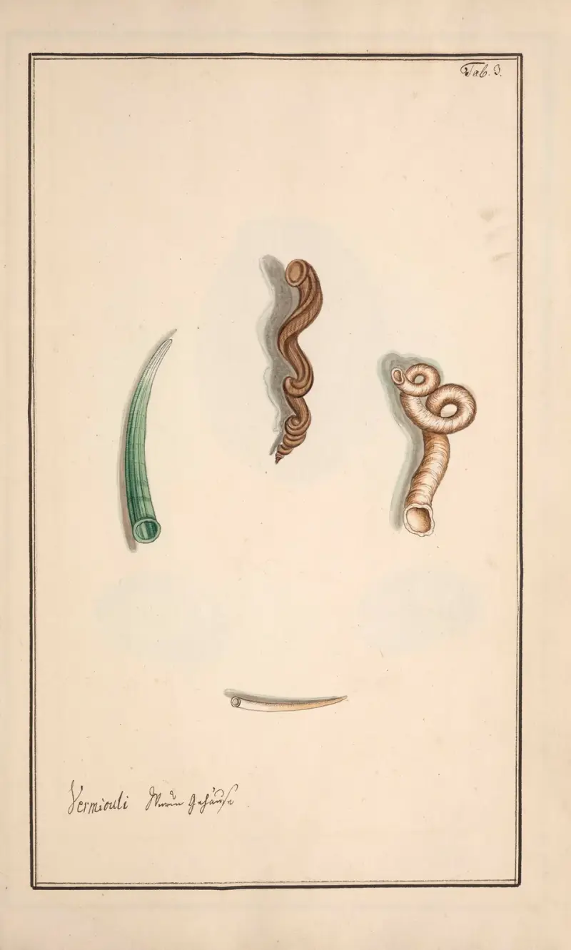 Conchylia picta ad naturam a pictore academico Pl.003 av Andreas Friedrich Happe