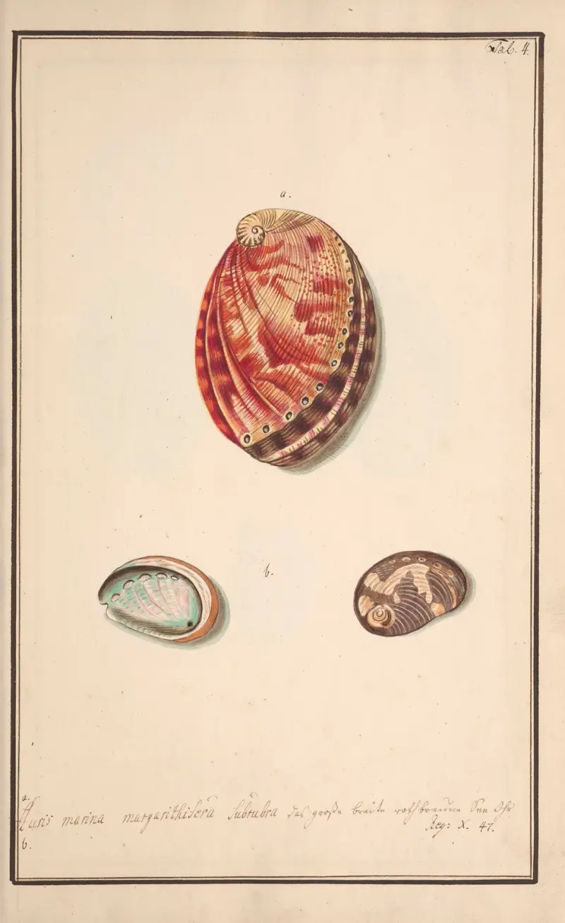 Conchylia picta ad naturam a pictore academico Pl.004 av Andreas Friedrich Happe